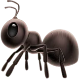 Ant
