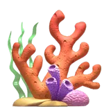 Coral