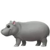 Hippopotamus