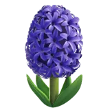 Hyacinth