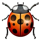 Lady Beetle