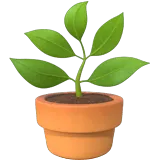 Potted Plant