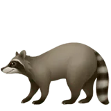 Raccoon