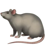 Rat
