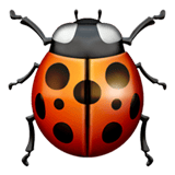 Lady Beetle