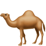 Camel