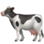 Cow on Apple
