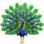 Peacock on Apple