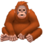 Orangutan on Apple