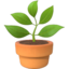 Potted Plant on Apple