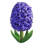 Hyacinth on Apple