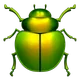 Beetle