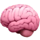 Brain