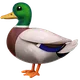 Duck