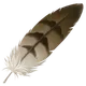 Feather