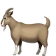 Goat