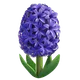 Hyacinth
