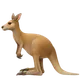 Kangaroo