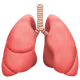 Lungs