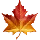 Maple Leaf