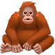 Orangutan