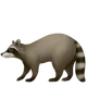 Raccoon