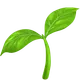 Seedling