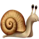 Snail
