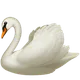Swan