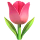 Tulip
