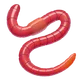 Worm