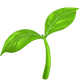 SEEDLING