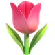 TULIP