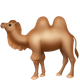 TWO-HUMP CAMEL