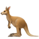 KANGAROO