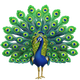 PEACOCK