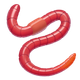 WORM