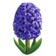 HYACINTH