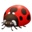 Lady Beetle on Facebook
