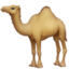 Camel on Facebook