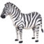 Zebra on Facebook